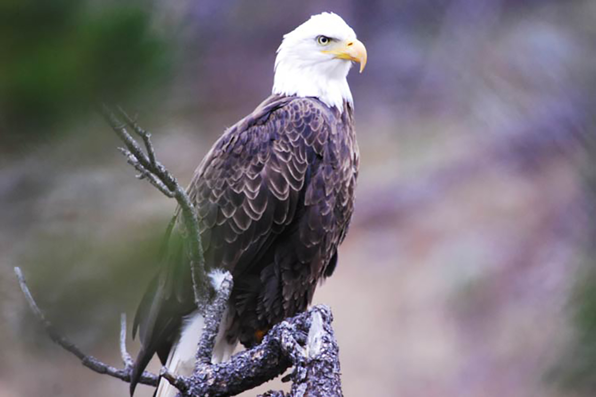 Bird Watching Bald Eagle