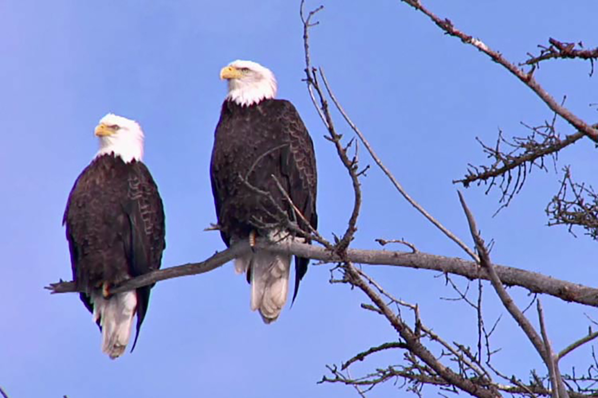 Bird Watching Bald Eagles