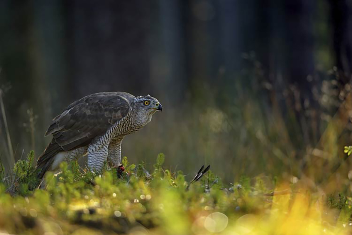 Bird Watching Hawk with Prey