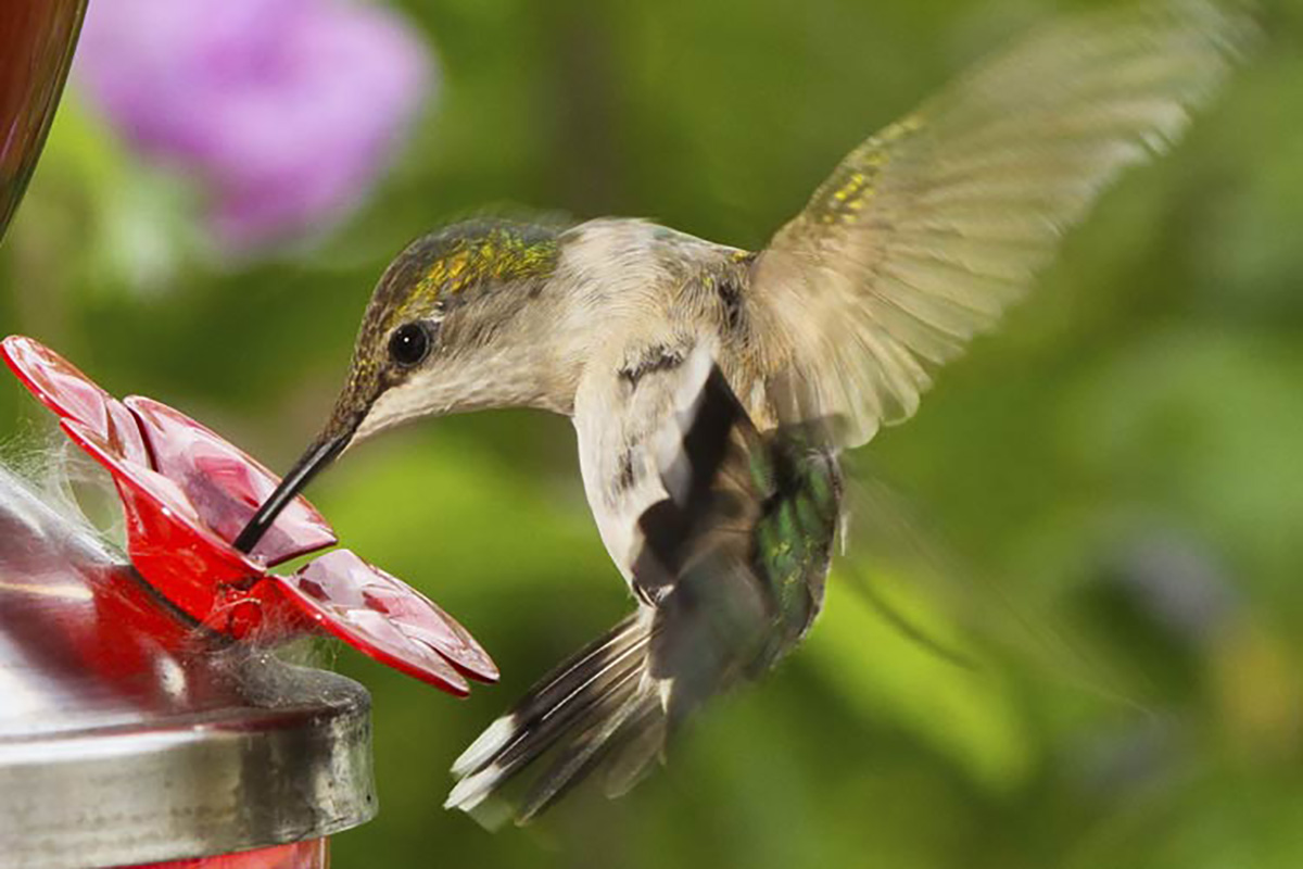 Bird Watching Hummingbird