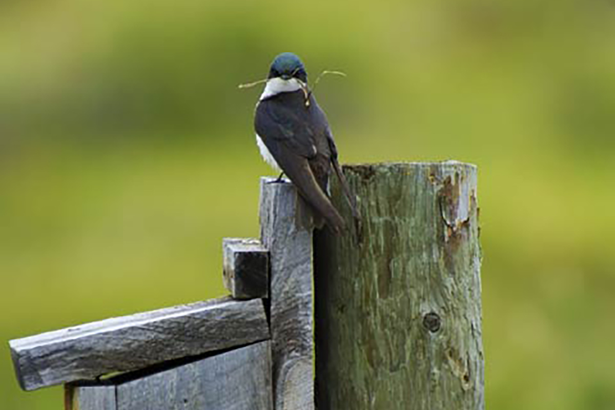 Bird Watching Mountain Tree Swallow