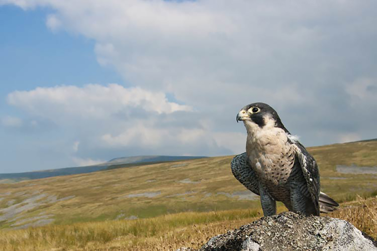 Bird Watching Peregrine Falcon