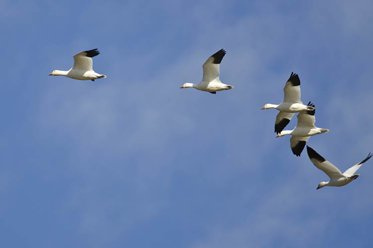 Bird Watching Snow Geese