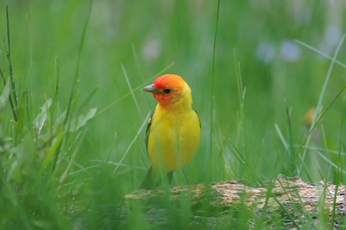 Bird Watching Western Tanager