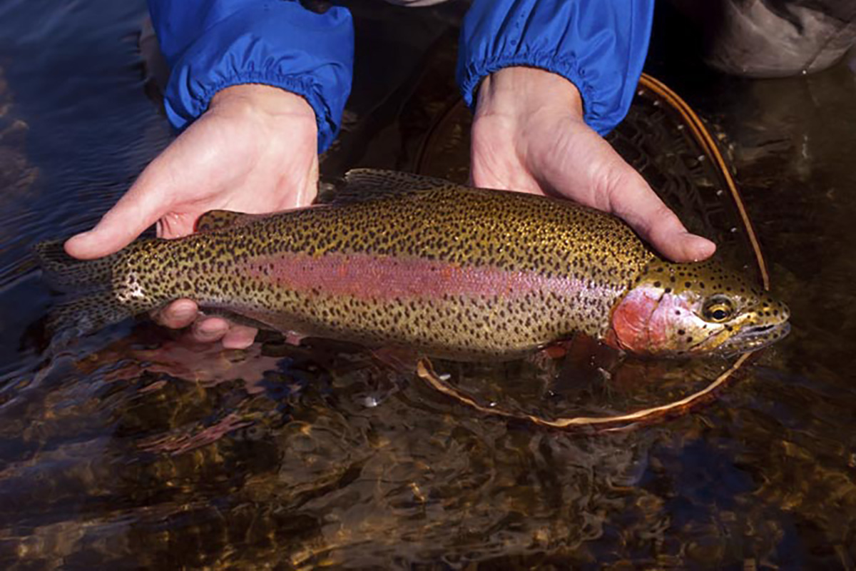 Fishing Blacktail Ranch Trout 2