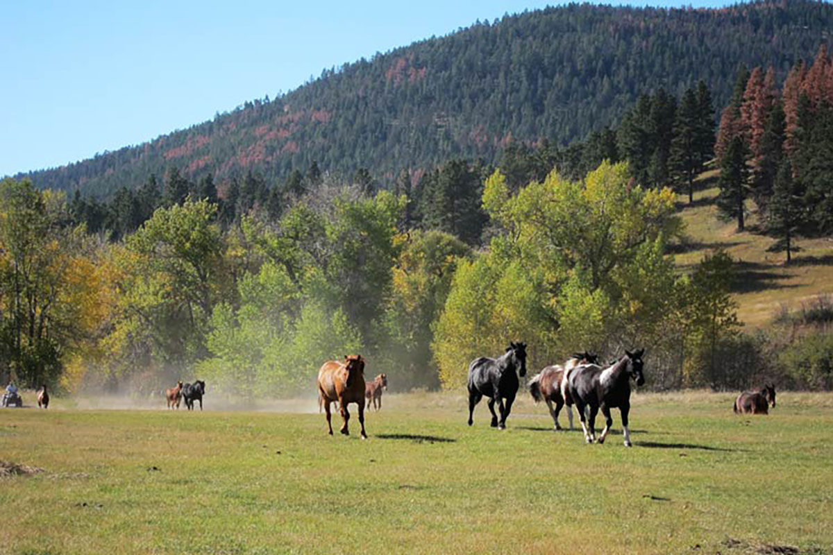 Horseback Riding Running into the Corral