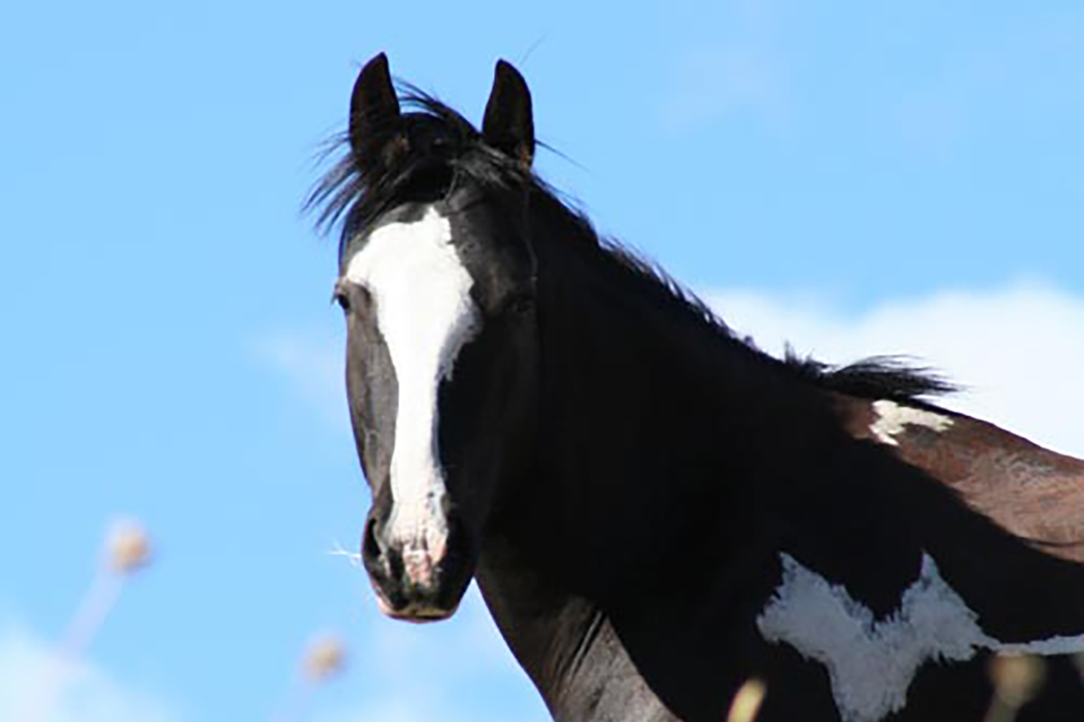 Horseback Riding