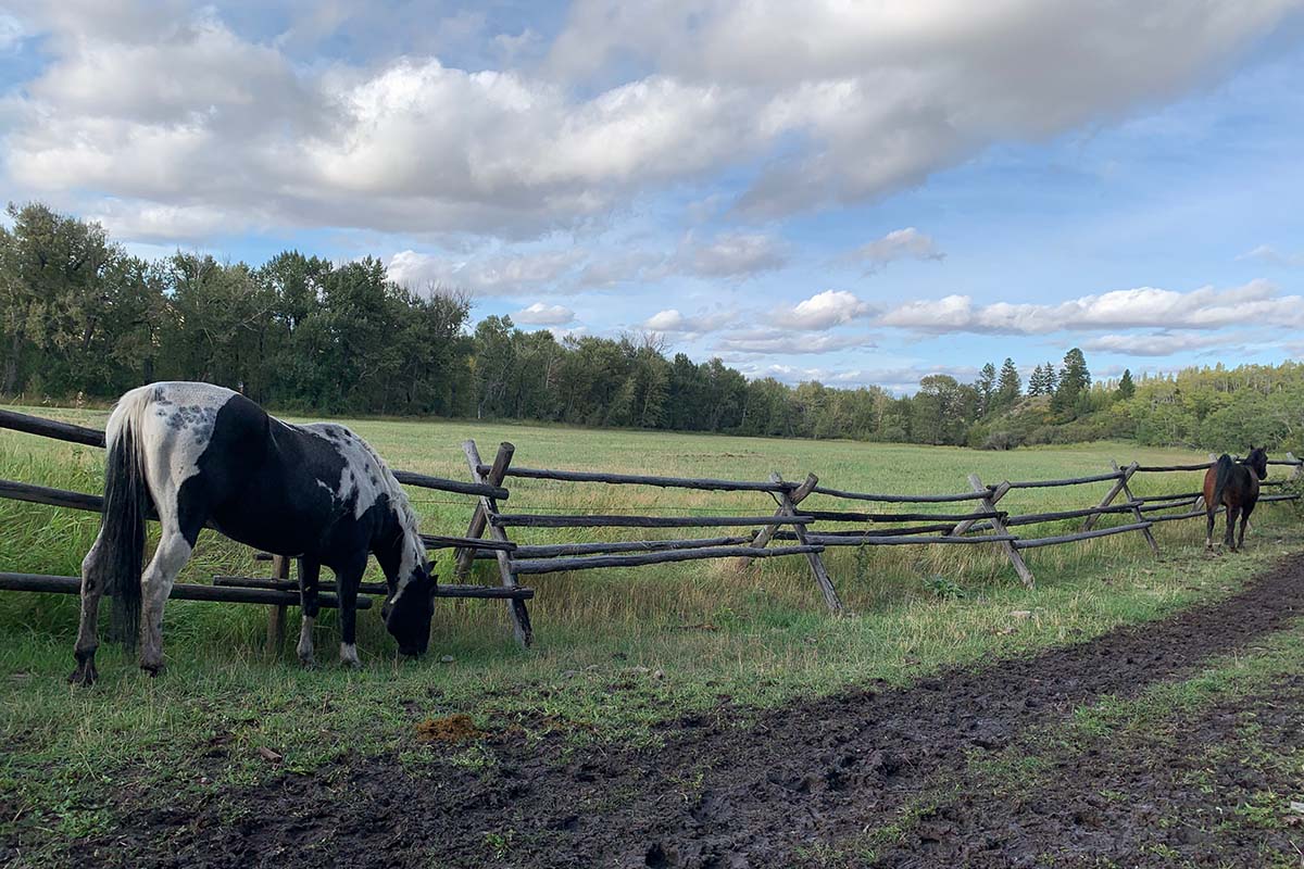 Blacktail Ranch Horses