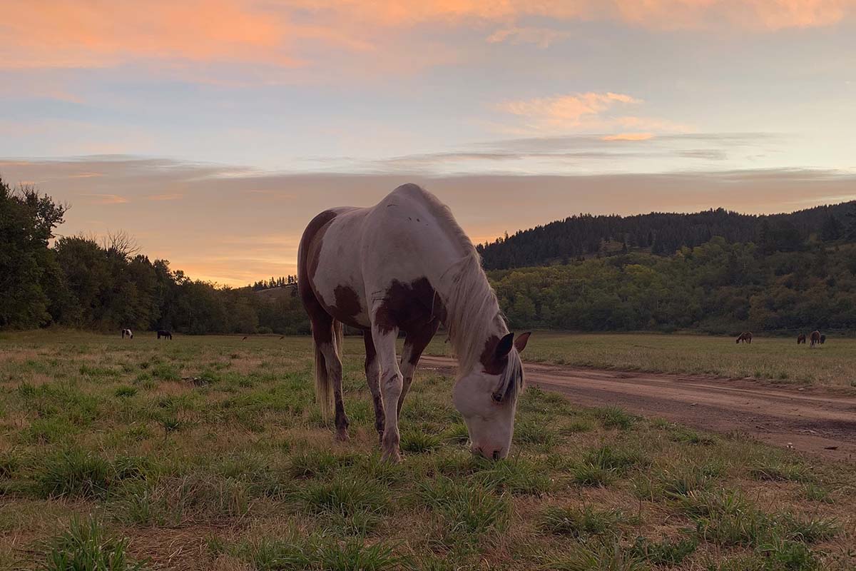 Horseback Riding Horse Sunset