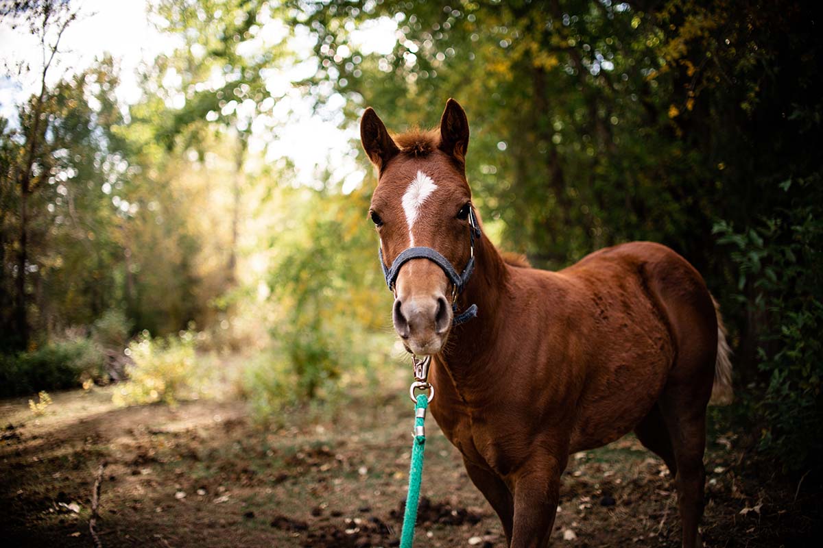 Blacktail Ranch Horse