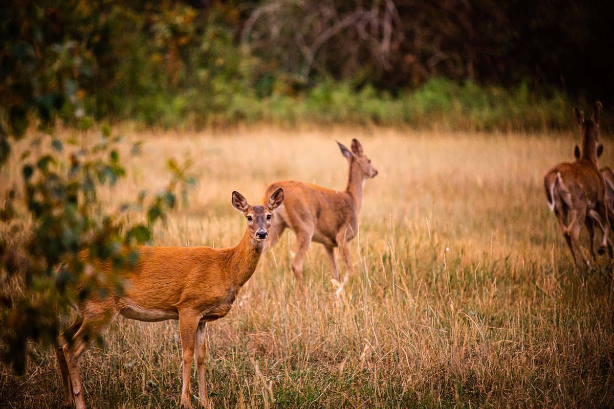 Blacktail Ranch Wildlife